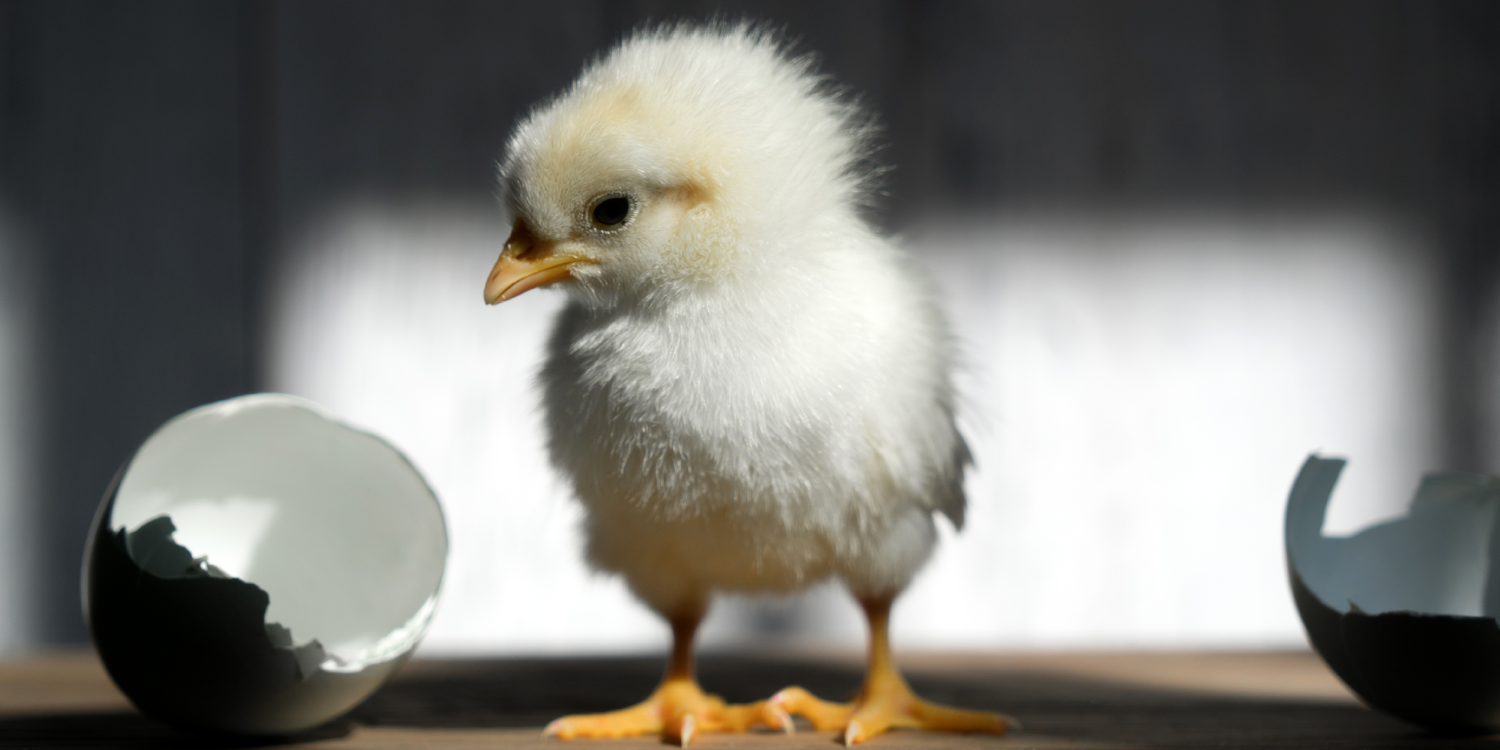 3. Co-Occurring Disorders: The Chicken or the Egg image